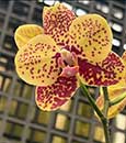 Phal. Norman's Golden Leopard 'Fortune' (Chiada Gloria x Zheng Min Anaconda)