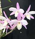 Dendrobium moniliforme 'Sakura' 日本長生蘭