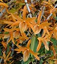 Den. Chinsai 'Sunkiss'  (monilforme x unicum)