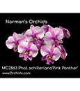 Phal. schilleriana 'Pink Panther'  