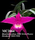 Rhynchobrassoleya. TLDC Divine Phoenix 'Pterodactyl' SM/21 WOC (B. cuculata x Bryce Canyon ' Splendiferous' AM/AOS )