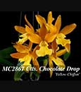 Ctts. Chocolate Drop 'Yellow Chiffon'  