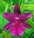  Milt. Honolulu 'Warn's Best' HCC/AOS (Gayety x Anne Warne )