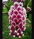 Den. Lee Chang Yi Miriam " Jewel'  (smilliae x secundum)
