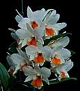 Den. Roongkamol Vejvarut 'Bangkok'  (Dawn Maree x formosum)