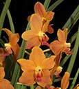Paravanda. Golden Delight 'Crownfox' AM/AOS (Paraphalaenopsis denevi x V. Suksamran Sunlight)