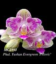 Phal. Yushan Evergreen 'Peloric'  (Sogo Vivien x Chang Maw Evergreen)