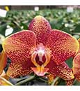 Phal. KC Catamoun 'Kona Suns' 