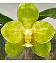 Phal. LD Gigan Green Giant 'Prince' (Chang Yi Green Giant 'Prince' x gigantea var.alba 'Prince')