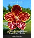 Phal. Chienlung Gigan Cherry 'Prince' 