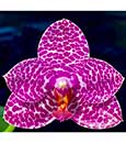 Phal. YangYang Red Cherry 'PhalFanatic'  (Jong's Gigantic Cherry x Miro Buddha)
