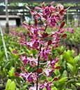 Dendrochilum. Little Antelope 'Sweetheart' (lasianthera x Minnie)
