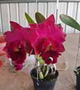 Rlc. Don Delano 'Bravo' (Chialin Black Flower x Liu's Joyance)