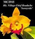 Rlc. Village Chief Headache 'Sunnyside' (Shinfong Gold Gem x Chunyeah)