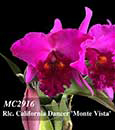 Rlc. California Dancer 'Monte Vista'  