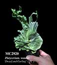 Platycerium. wandae 'Dwarf and Curling' 