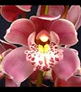 Cym. Fire Doll 'Swearheart' (Dolly x Beaconfire)