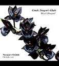 Ctmds. Dragon's Glade 'Black Dragon'  (Dragons Tail  ' `Dark Tale’ x Ctsm. Orchidglade '  `Davie Ranches’ AM/AOS)