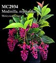Medinilla. myriantha 'Malaysian Grape'  