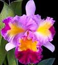 Lc. Prism Palette 'Mischief' AM/AOS (Colorama x Horace 'Maxima' AM/AOS)