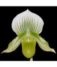 Paph. Clair de Lune ‘Edgard Van Belle’ FCC/RHS
