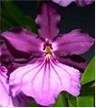 Milt. spectabilis var. moreliana 'Royalty' AM/AOS