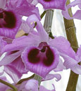 Den. superbum var. giganteum 'Sweet Fragrance'  ( x )
