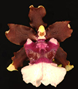 Onc. Aka Baby 'Raspberry chocolate' HCC/AOS (Onc. Jimbo x Onc. Sharry Baby ' Sweet Fragrance ') 
