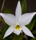 L. anceps var. alba 'Sterling Dickinson' AM/AOS