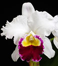 Lc. Orglade's Grand 'Yu Chang Beauty' AM/AOS (Lc. Mildred Rives 'Orchidglade' AM/AOS x Lc. Persepolis 'Splendor' AM/AOS)