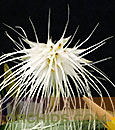 Cirr. medusae 'Mellow Yellow'