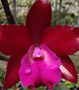 Lc. Sagarik Wax ‘African Queen’ AM/AOS    (Lc. Natrasiri Doll x C. Thospol Spot),