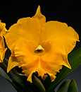 Blc. Haadyai Delight 'Bangrom Gold' (Blc. Angkinantana x Blc. Destiny)