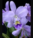 Blc. Lois McNeil 'Ace' AM/AOS (Blc. Victoria x C. Portiata) 