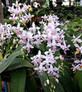 Phal. equestris var. Taiwanensis 'Orchid Island'  