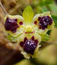 tt  (amabilis var. FuGa x self)