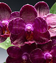 Phal. I-Hsin Spot Eagle 'Montclair' AM/AOS (Ta-Lin Spot x Black Eagle)