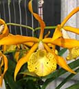 Bl. Golden Glory 'Apollo' SM/TOGA (Bc. Richard Mueller x L. tenebrosa )