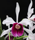 L. purpurata  (Laelia purpurata var. schusteriana x Laelia purpurata var. carnea 'Lady Godiva' HCC/AOS)