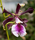  Enc. Shinfong Happy  (Shinfong Smile x cordigera)