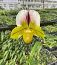 Paph. (Golden Future 'Canary'  x spicerianum 'Model')