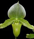 Paph. Oriental Jade (Ontario Jade 'FANGtastic' x Oriental Frieze 'Paphanatic')