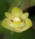 Den. indivisum 