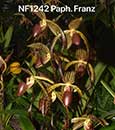 Paph. Franz (Prince Edward of York x gigantifolium 'Bear' SM/TOGA) 