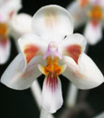 Phal. celebensis (celebensis 'Marble Leaves' x celebensis 'floribunda')