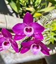 Den. parishii var rubra   