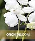 Aerangis  citrata  