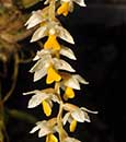 Dendrochilum cobbianum
