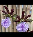Zygo. triste (triste ' Brazil Treat ' x triste ' Sweet Fragrance')
