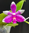 Phal. modesta (modesta 'Prince Orchids' x modesta 'Grape') 